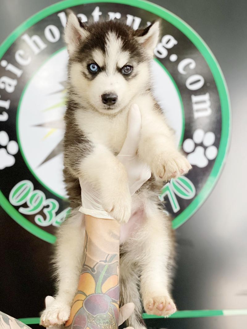 Trại Chó Husky, Alaska Lê Trung - TP.HCM