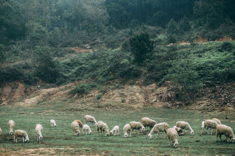 Đồng Cừu Yên Thành