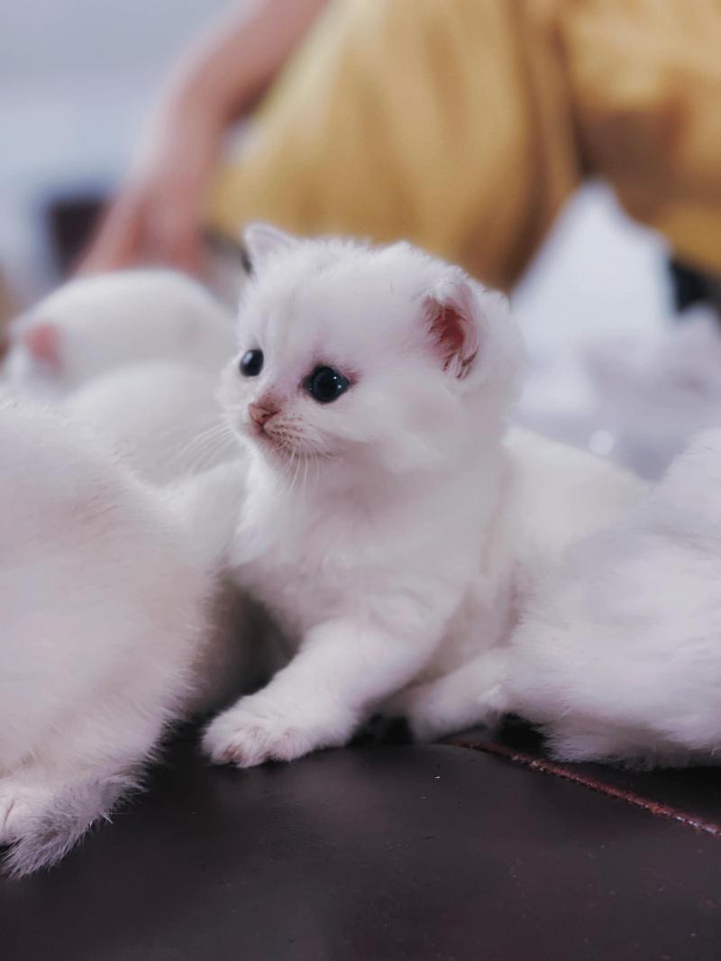 Trại Mèo Nhà Chin - Chin's House Cattery
