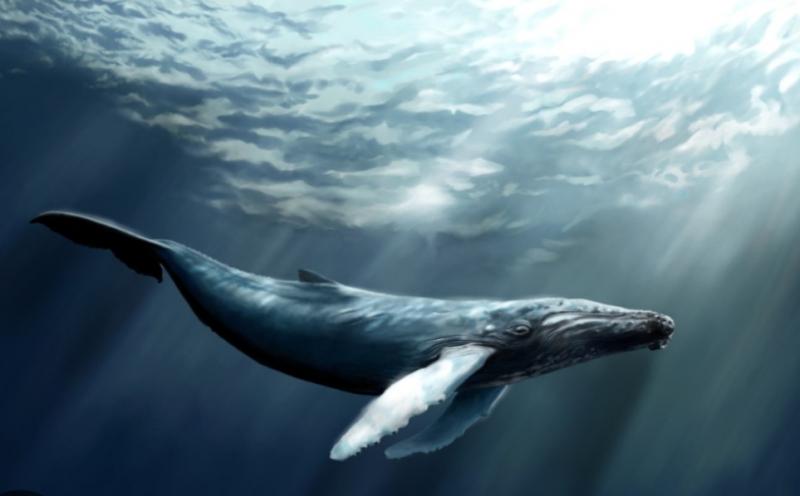 Trái tim của cá voi xanh có kích thước tương đương một chiếc xe hơi