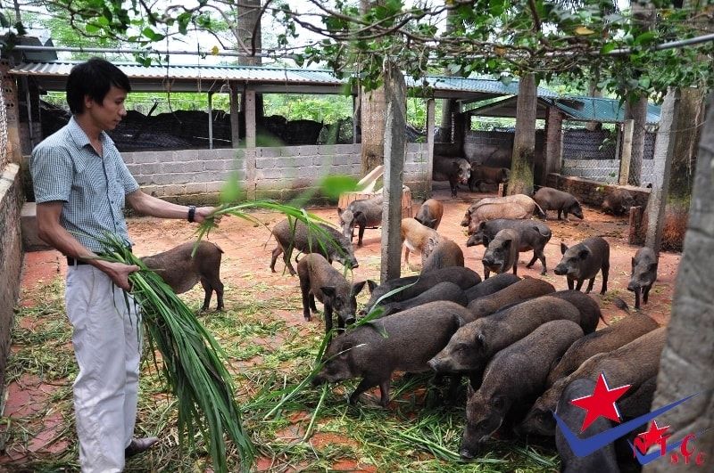 Lợn rừng giống sinh sản của trang trại NTC