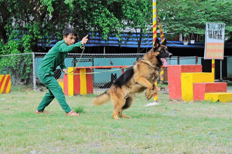 Trường huấn luyện chó Thành Tài