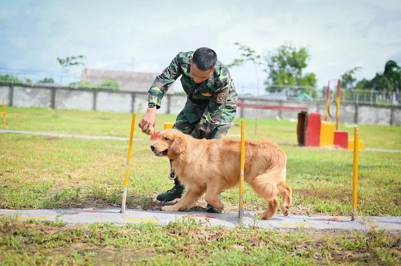 Trường huấn luyện chó Thiên Khuyển
