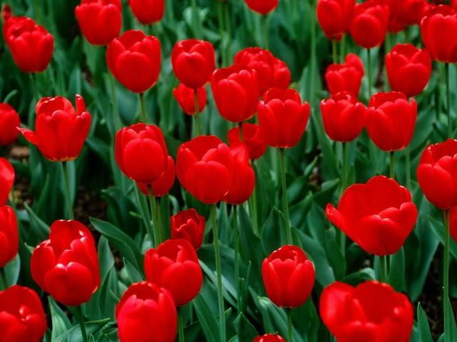 30+ Hình Ảnh Hoa Tulip Đẹp nhất làm ảnh nền máy tính và điện thoại | Hoa  tulip, Hoa, Hình nền hoa