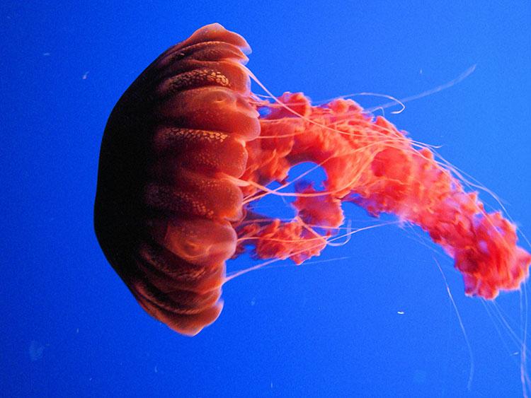 Tuổi thọ của sứa chỉ vài giờ đến vài tháng