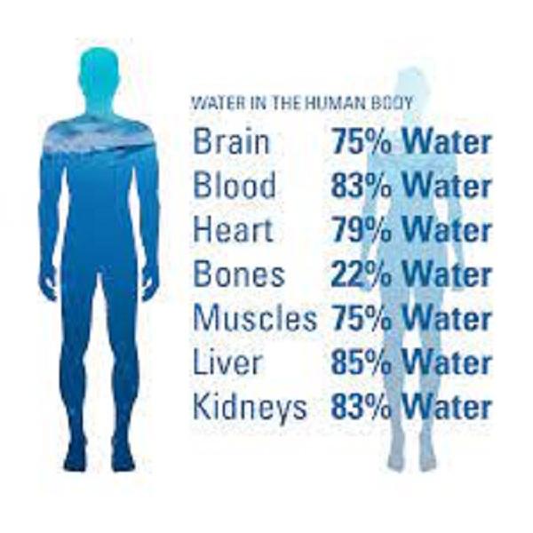 Tỉ lệ nước ở các phần trên cơ thể