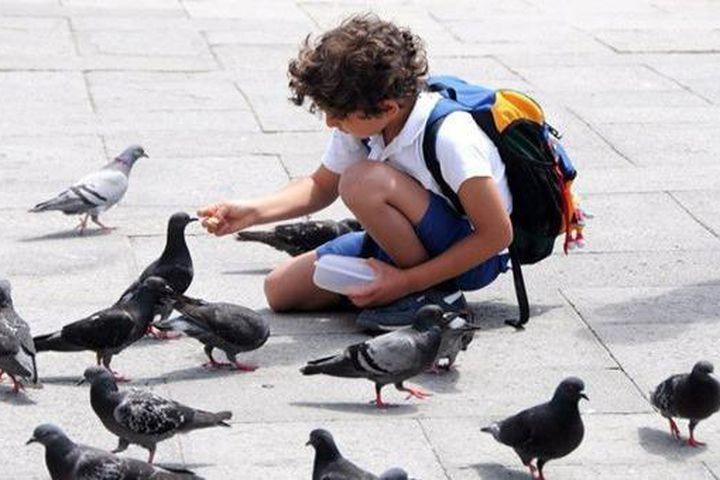 Venice (Italy) - Đừng bao giờ cho chim bồ câu ăn