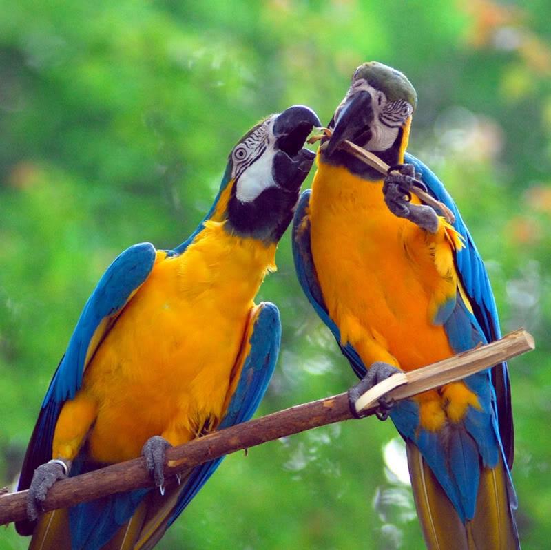 Vẹt Macaw thể hiện tình cảm