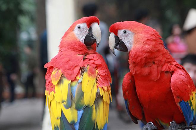 vẹt ﻿Scarlet Macaw