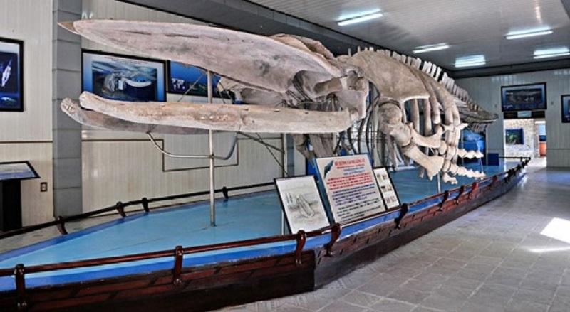 bộ xương cá voi khổng lồ tại viện Hải dương học Nha Trang