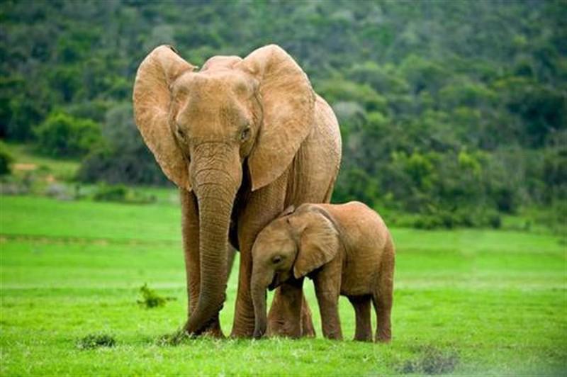 Voi châu Phi - huấn luyện voi sơ sinh theo đàn