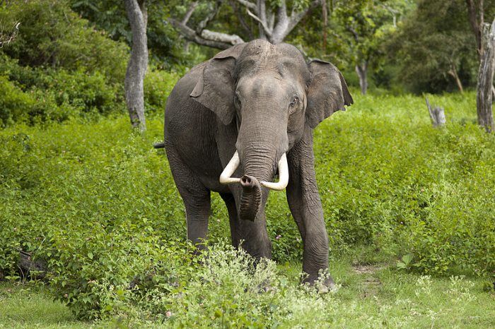 Vòi voi làm nên nét đặc trưng của loài này