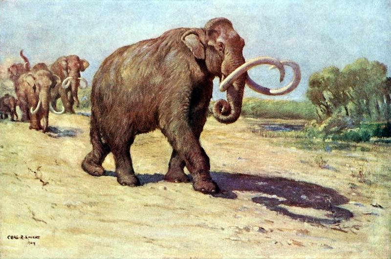 Một trong những động vật có vú khổng lồ nhất hành tinh, họ hàng gần với voi Ma - Mút.