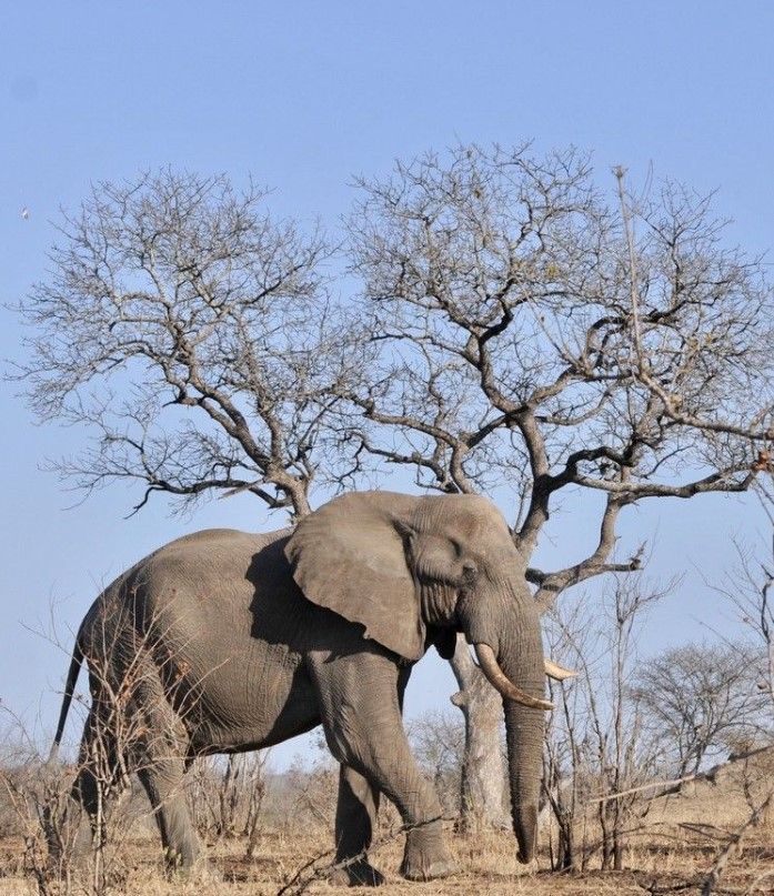 Vòi voi làm nên nét đặc trưng của loài này