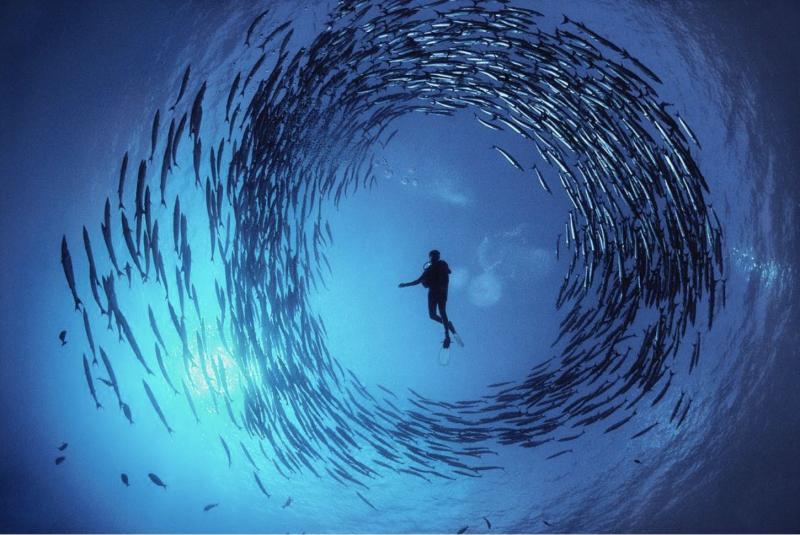 Đàn cá nhồng bơi thành vòng tròn xung quanh người thợ nặn