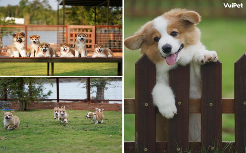Các bé cún tại VuiPet xinh đẹp, khỏe mạnh, năng động, thân thiện