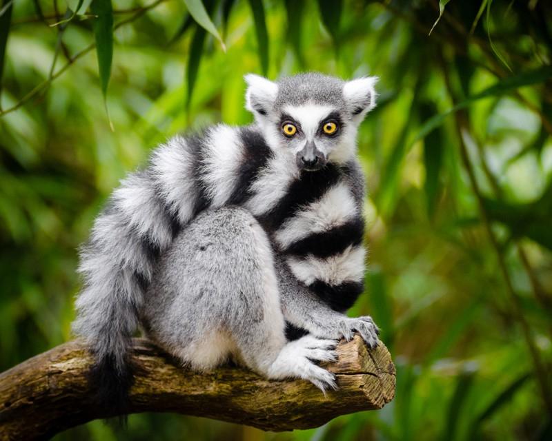 Vượn cáo ở Madagascar