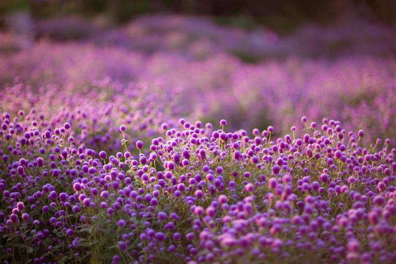 Vườn hoa Bách Nhật Nhật Tân là một địa điểm đẹp nổi tiếng ở Hà Nội