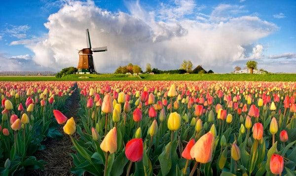 Cánh đồng hoa tulip Keukenhof