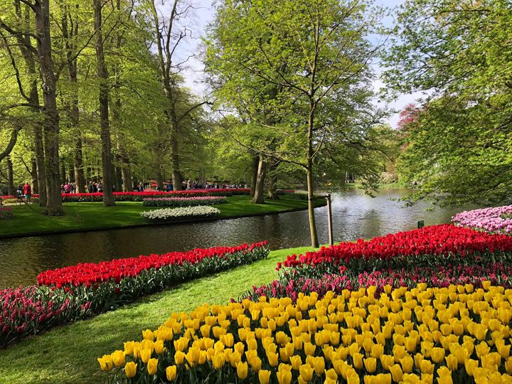 Vườn hoa tulip Keukenhof - Hà Lan