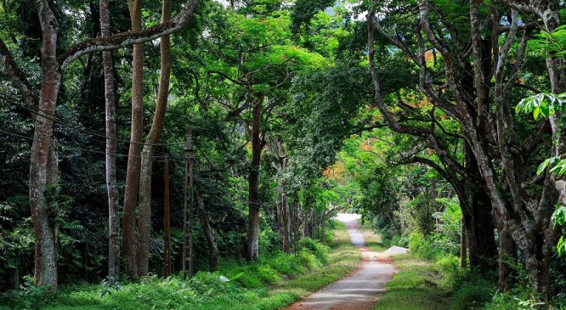 Lạc lối giữa rừng bướm tại Vườn quốc gia Cúc Phương
