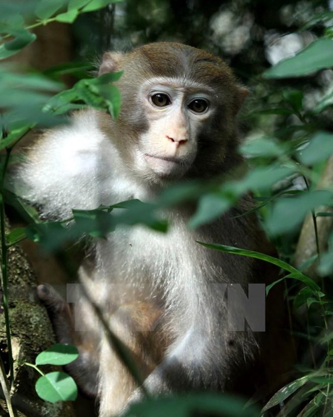 Khỉ đầu đỏ một loài động vật quý hiếm ở vườn quốc gia Kon Ka Kinh