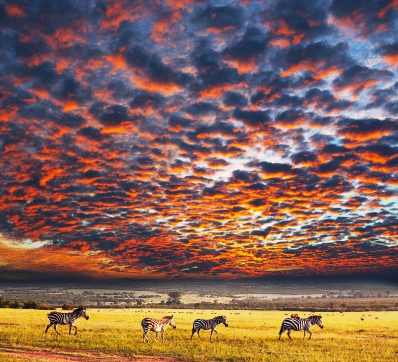 Vườn quốc gia Serengeti (Tanzania)