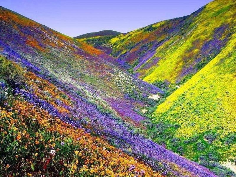 Vườn quốc gia thung lũng các loài hoa, Ấn Độ