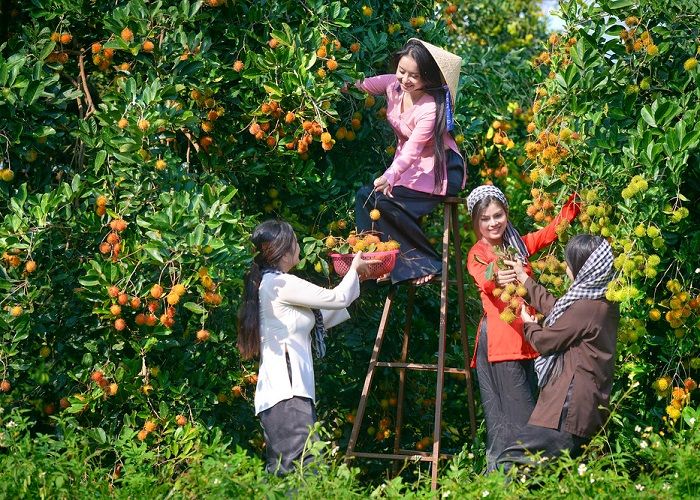 Du khách tha hồ tham quan trải nghiệm những vườn trái cây sai quả