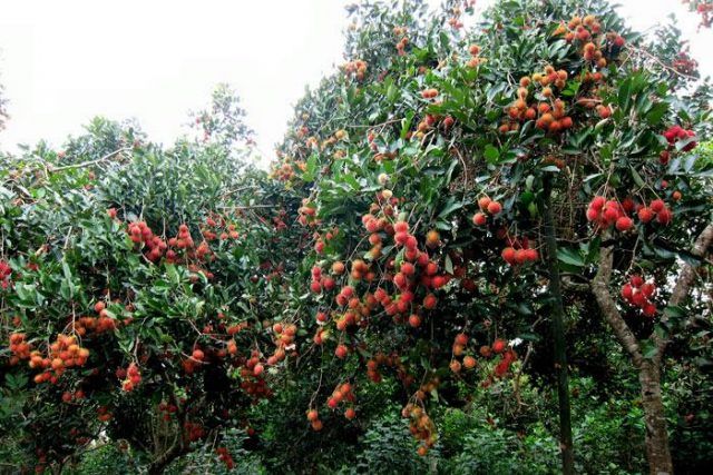 Vườn trái cây Chín Hồng