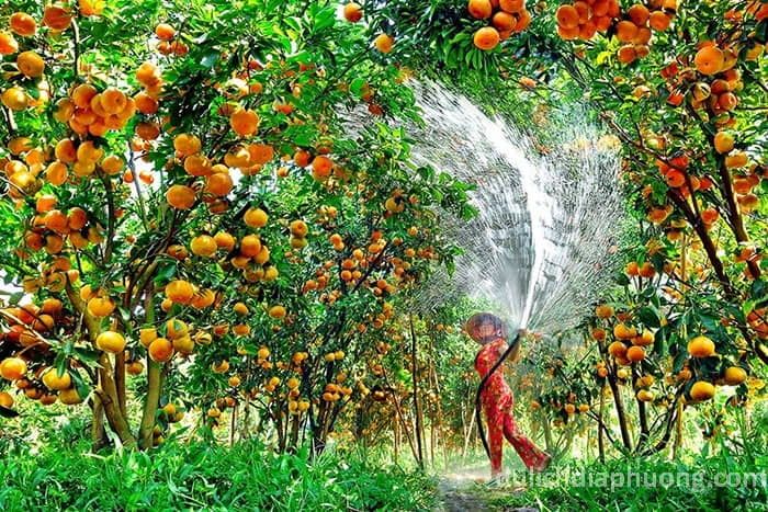 Khu vườn trái cây nổi tiếng nhất nhì Tây Ninh