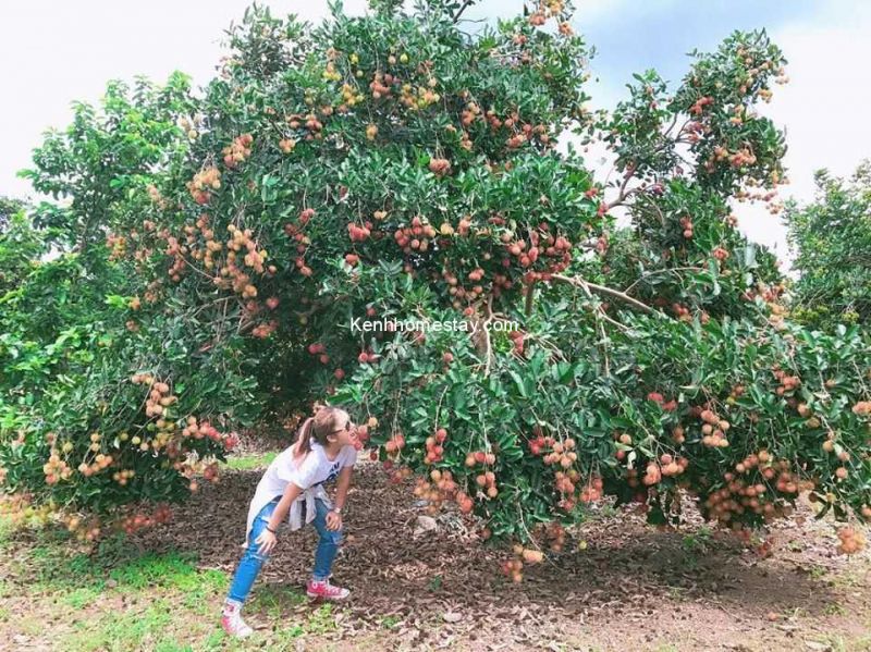 Vườn trái cây Minh Anh