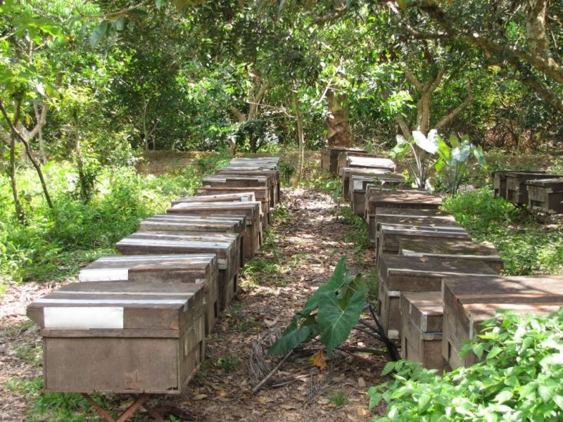 Khu nuôi ong tại vườn trái cây Tám Lộc