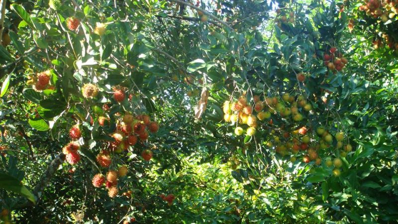 Vườn trái cây Tám Lộc