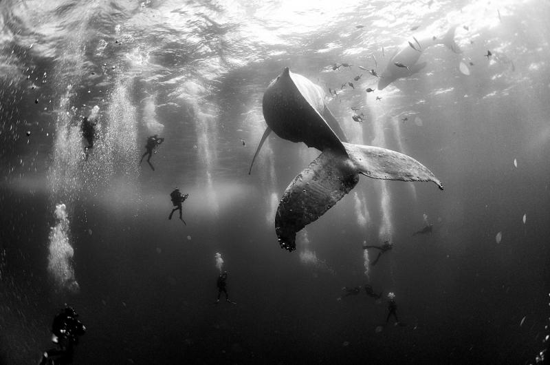 Bức ảnh Whale Whisperers  của nhiếp ảnh gia Anuar Patjane Floriuk - Nguồn Internet