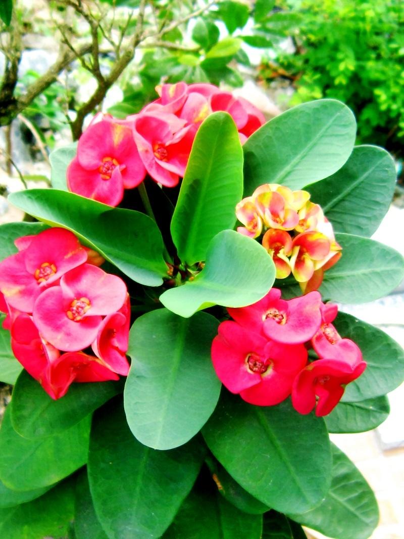 Xương rồng Bát Tiên là thực vật may mắn đối với người Thái Lan