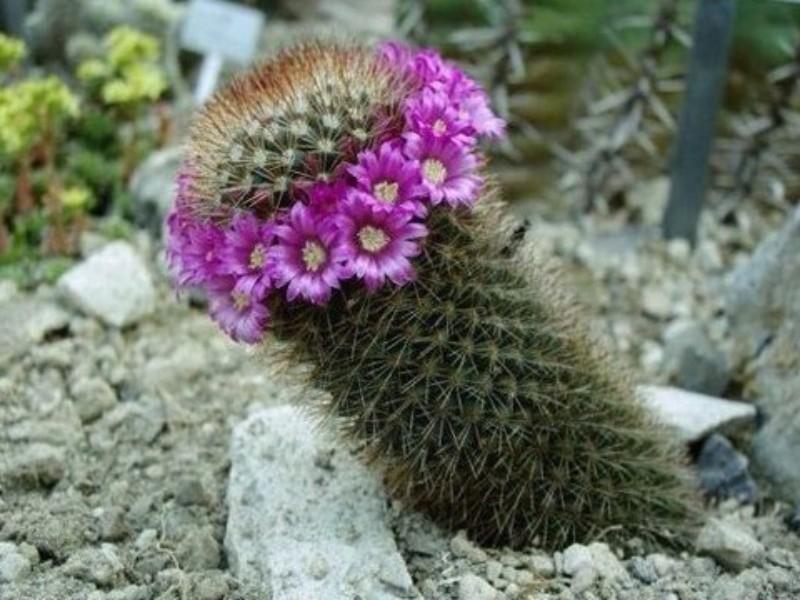 Xương rồng cầu vồng có tên khoa học là Pincushion Cactus (Mammillaria)