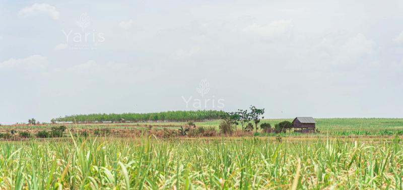 Vùng nguyên liệu sản xuất tinh dầu Yaris được trồng theo chuẩn hữu cơ