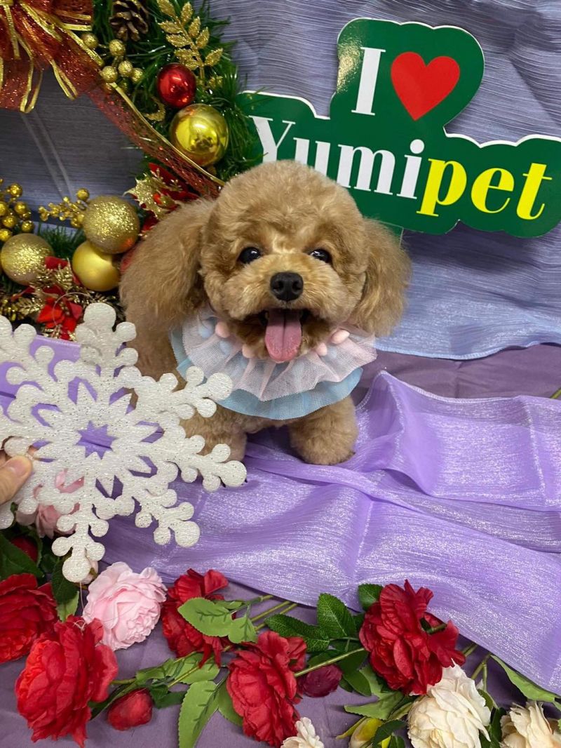 Yumi Pet Shop